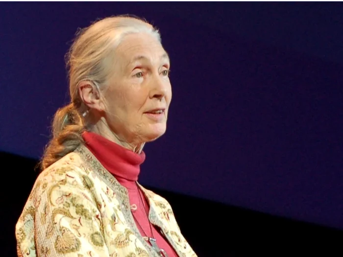 Jane Goodall/Photo: Wikipedia