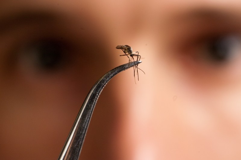 Mosquitoes, discovered for the first time in a northern country. Experts want to know 'if they've really settled'