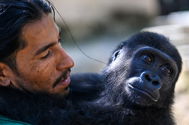 A baby gorilla, the subject of a dispute between Turkey and Nigeria. 