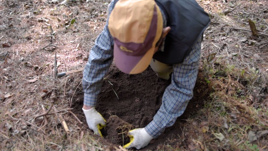 After eight years, Daesik can start harvesting the ginseng he planted