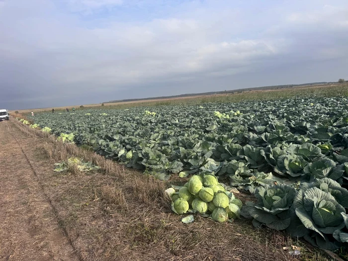 Ionuț Crăciun cultivated cabbage on 5 hectares PHOTO: personal archive