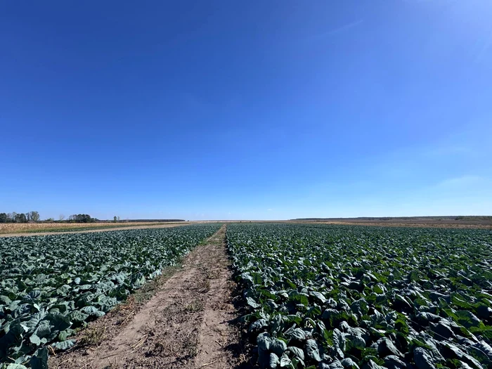 Ionuț Crăciun cultivated cabbage in several stages PHOTO: personal archive