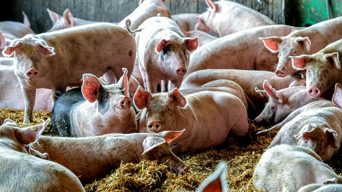 live pigs