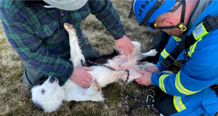 Whisp, the rescued dog PHOTO: HM Coastguard