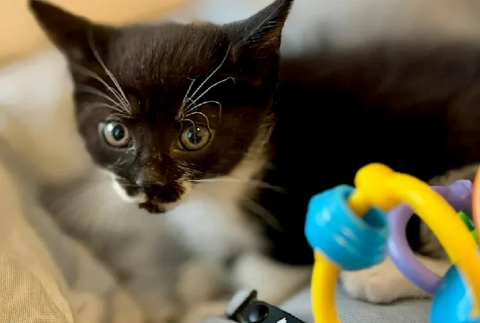 The kitten that the little ones were going to receive PHOTO: Bild capture
