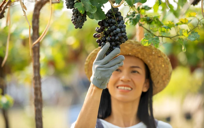 Grapes are among the foods recommended for health. Photo: Freepik.com