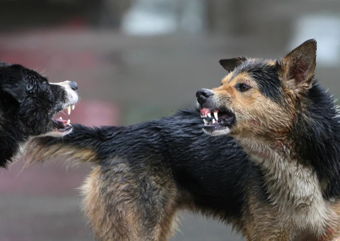 A woman was torn apart by a pack of stray dogs. PHOTO: archive