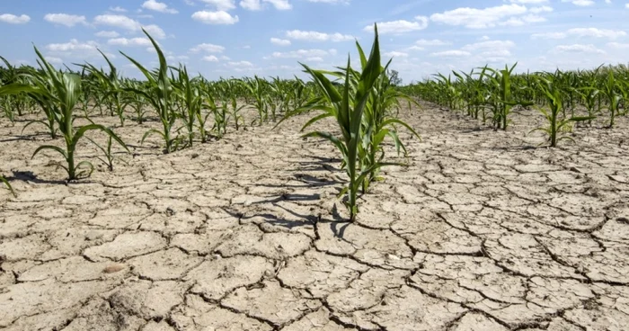 Drought-cracked earth on which flimsy ears of corn grow