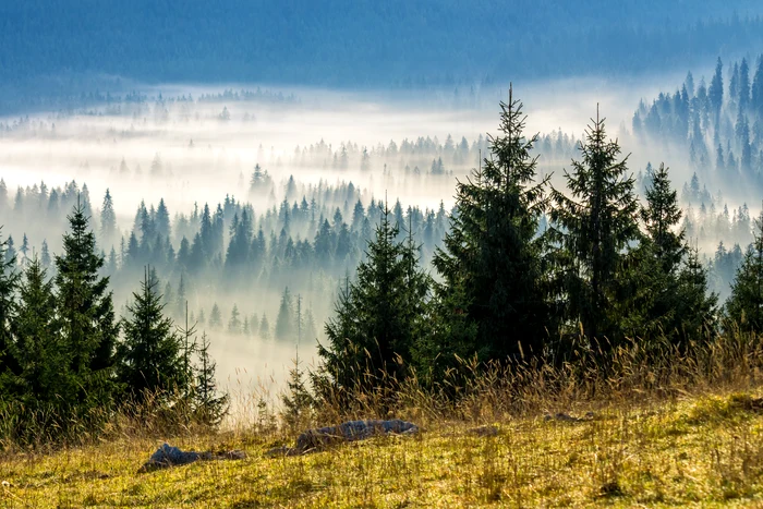 forest, nature