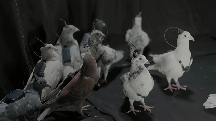 Pigeons with a brain chip/PHOTO: X
