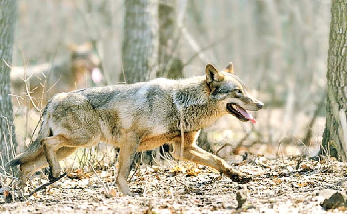 Wolves attacking in a pack PHOTO: The truth (archive)