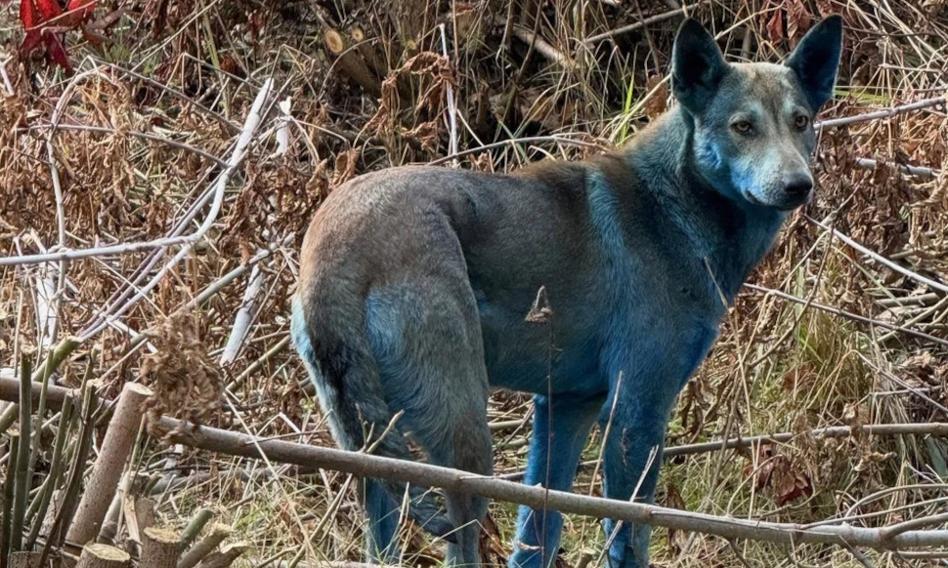 Blue dogs in the Chernobyl region. "They seem healthy and active"