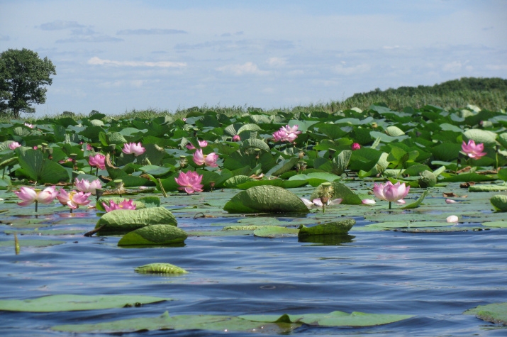 Lotuses in Lake Swan
