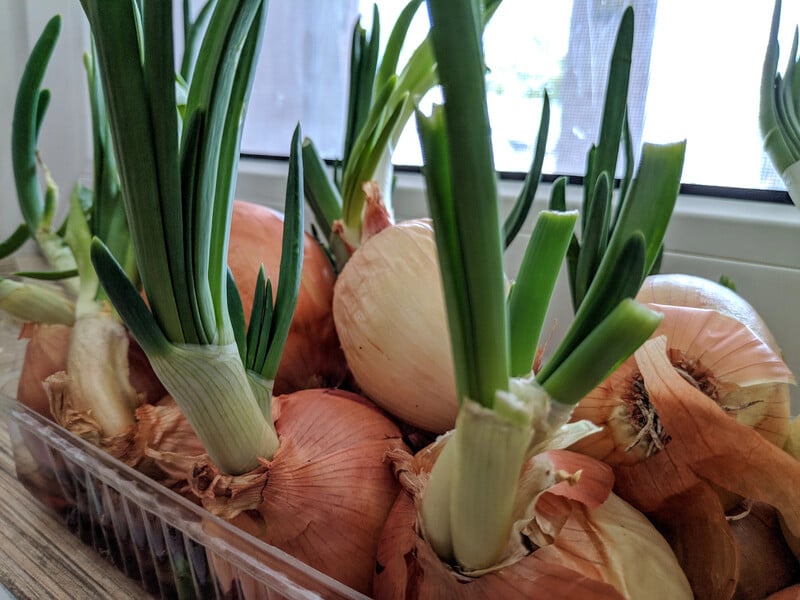 Make holes in this and green onions will grow at home all winter. Germination without soil and dirt