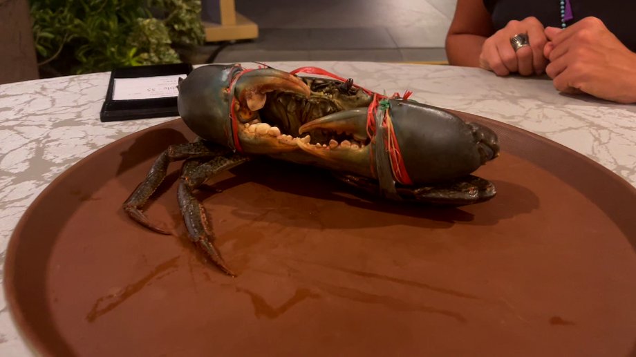 Can mud crabs survive?