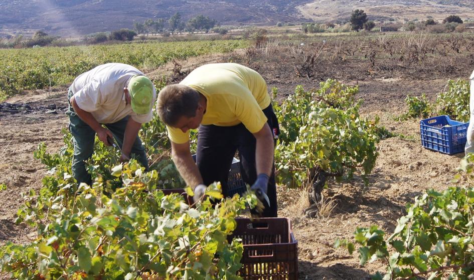 Scandal in Greece. They cheated on EU agricultural subsidies, even inflating the number of sheep