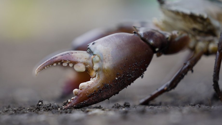 “The worst thing is being pinched by their pincers,” says Kelik, the crab fisherman.