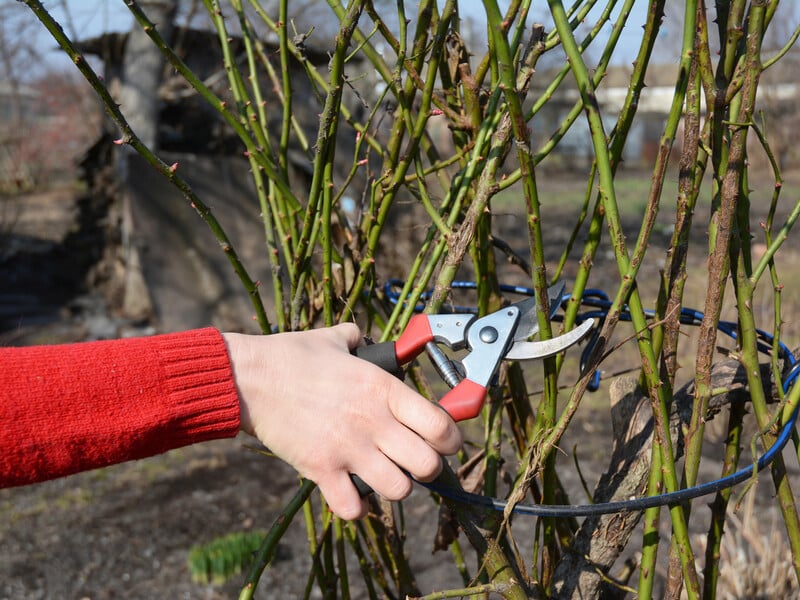 When you prune your rose bushes, do this - and in the summer they will delight you with lush flowers. Trusted Advice