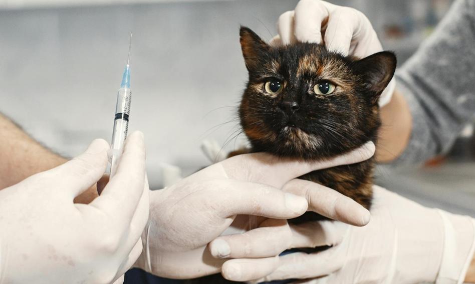 Anti-vaxxers among pet owners. In the USA they do not want to vaccinate even against rabies