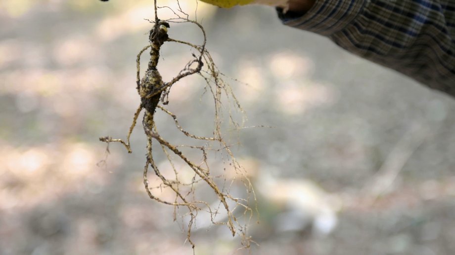 Found in South Korea, naturally growing ginseng root can cost thousands of dollars, and the exact price depends on its age