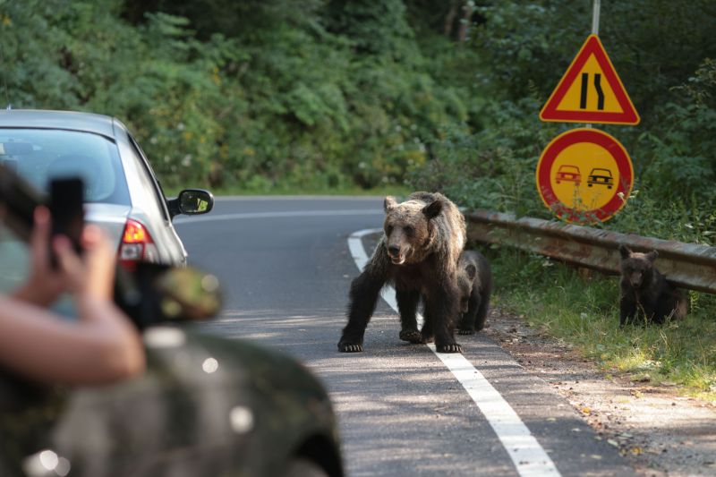 VIDEO The solution proposed by the Minister of the Environment for fining those who feed the bears on Transfăgărășan