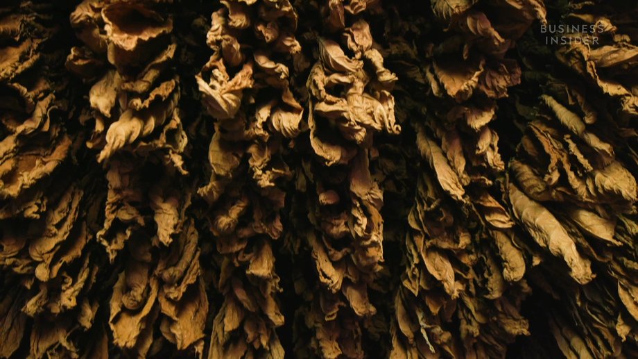Each leaf is checked for type, appearance and quality