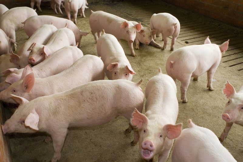 Spain seeks to limit 'as much as possible' economic impact of swine fever outbreak after dozens of countries suspend imports