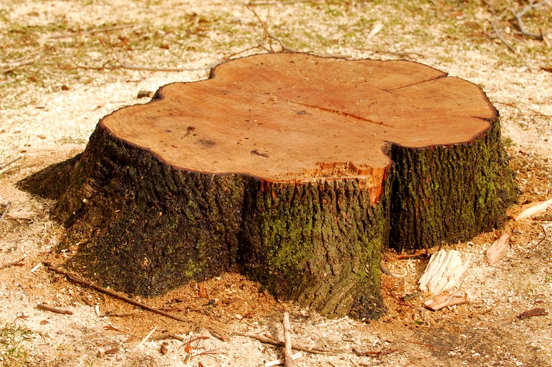 Fines of 275,000 lei after the illegal cutting of trees at an address in Sector 3, announces the public administrator of the Capital. 
