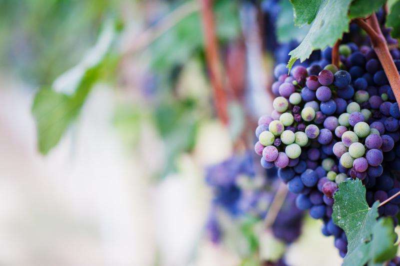 Russians are reorienting towards local wines amid Western sanctions. 