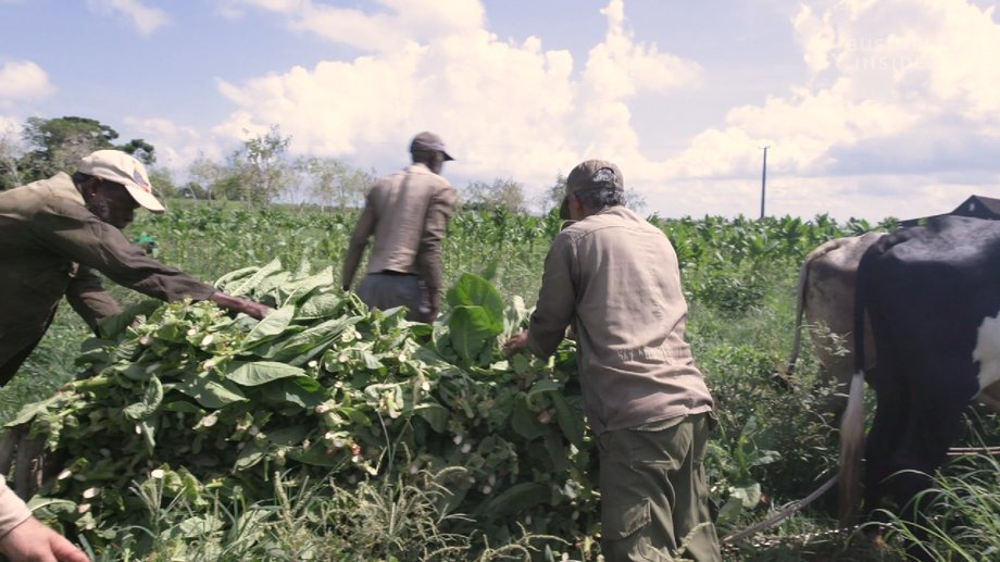 Cuban tobacco growers claim that the quality is fundamentally influenced by the region's terroir, i.e. the unique environmental factors affecting crops.