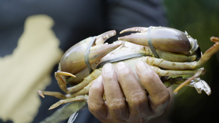 In 2020, the Indonesian government banned the catch of crabs smaller than 12 cm or weighing less than 150 g, and pregnant females cannot be caught