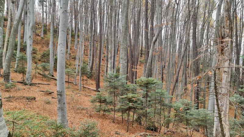 November landscape, Photo: Vlad Barza / HotNews.ro