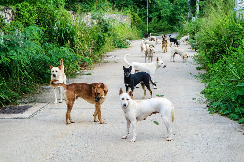 Stray dogs, Photo: Dreamstime