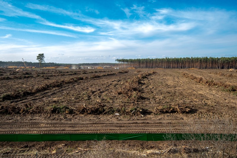 Massive tree cutting for the Tesla megafactory near Berlin / PHOTO Michael Sohn / AP / Profimedia