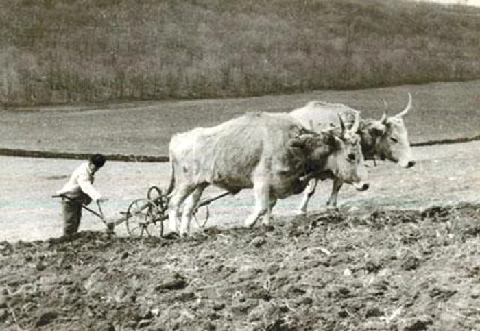 Taran român perioada interbelică FOTO arhivă
