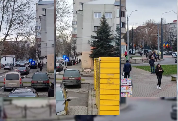 A pig on the streets of Vaslui PHOTO: video capture/new weather