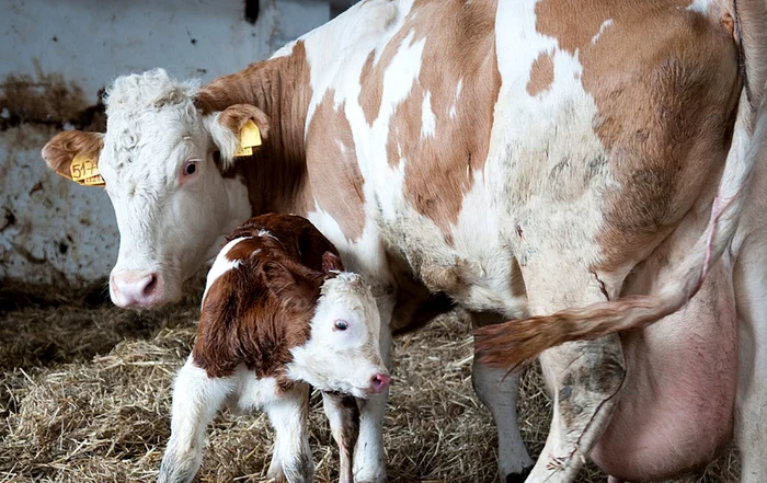 Fewer cows in Moldovan villages PHOTO: archive