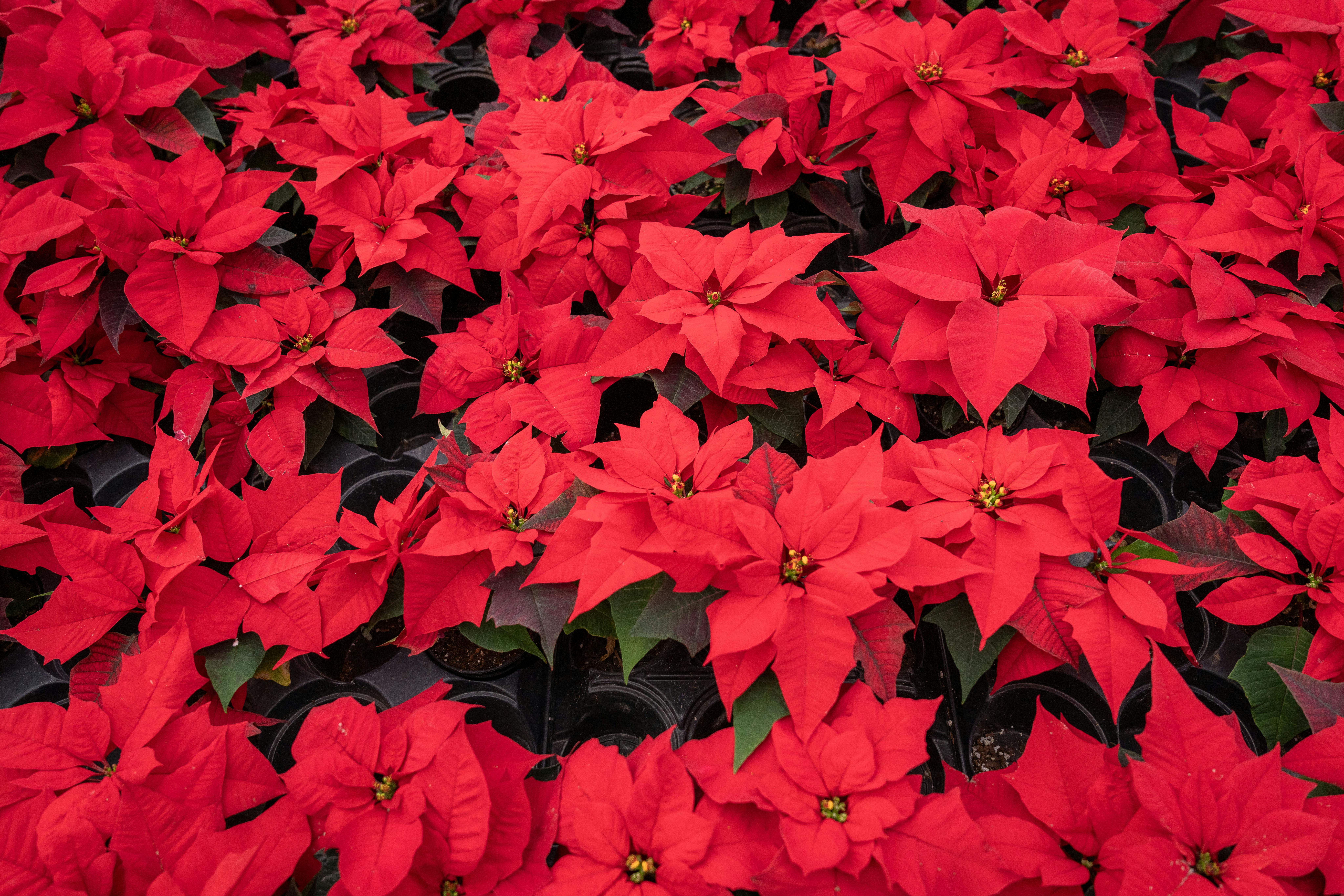 The flower was brought to Europe in the 19th century. PHOTO: pexels