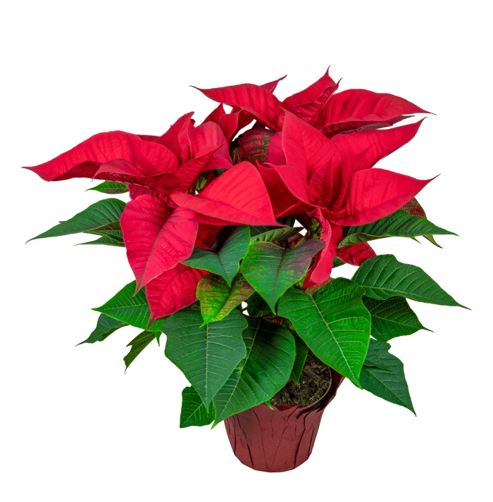 Poinsettia, the most popular Christmas flower. PHOTO: Shutterstock