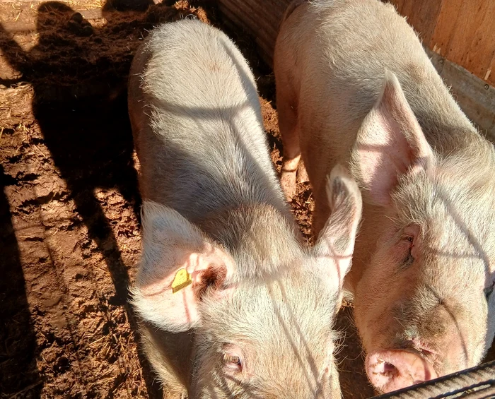 Farmers try to sell their pigs even after Christmas PHOTO: FB/Vanzări porci-purcei