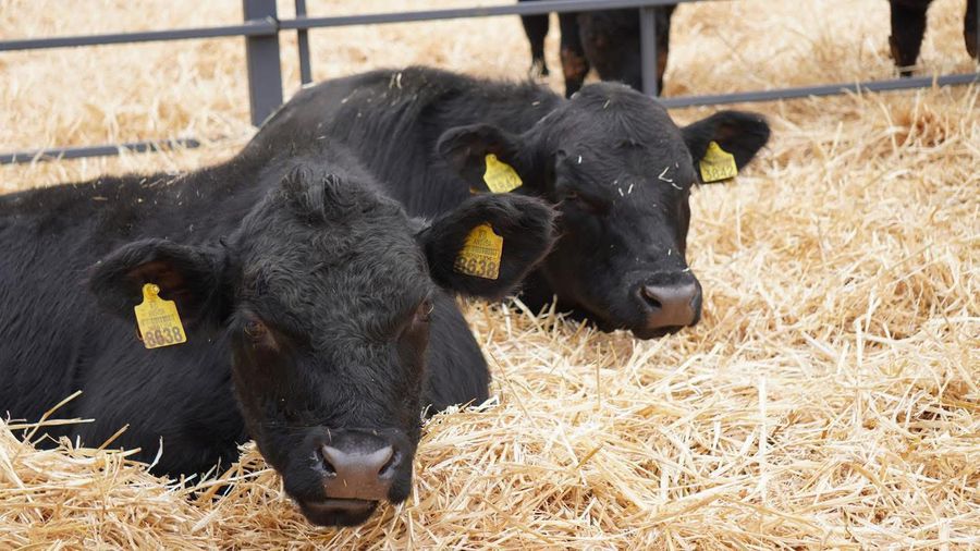 Gigi Nețoiu moved to a farm with 1,300 cows » What are the businesses of the former Dinamo shareholder: 