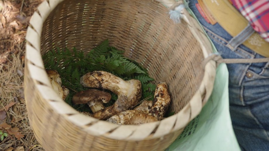 These mushrooms cannot be cultivated 