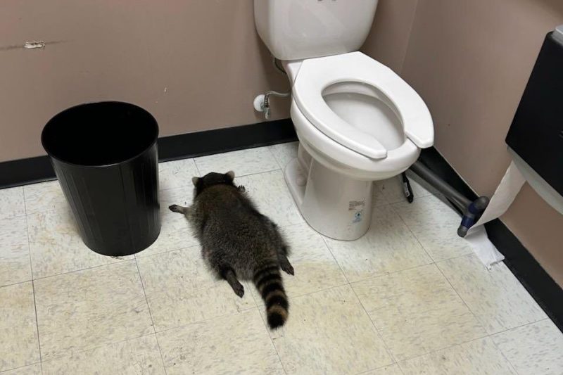 PHOTO/VIDEO A raccoon who got really drunk was found passed out in the toilet of a liquor store