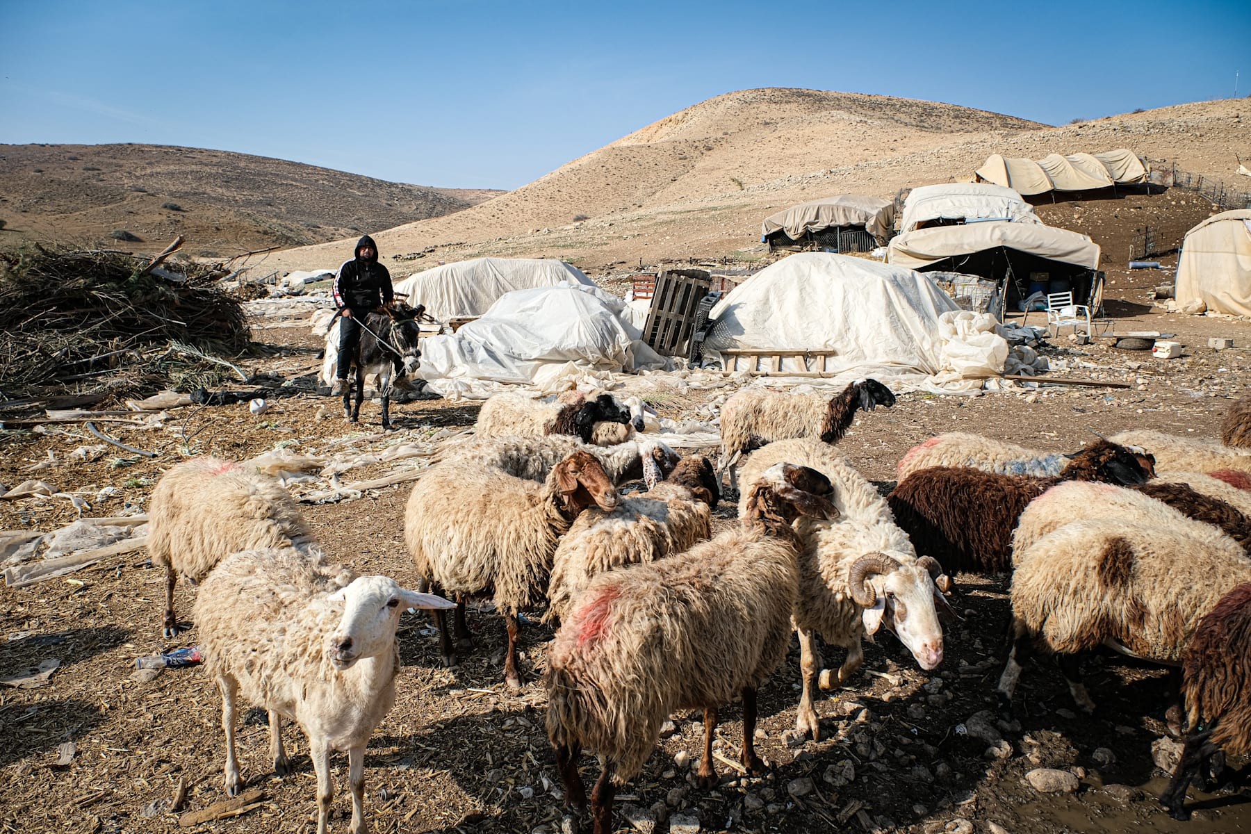 Palestinian shepherd with his sheep