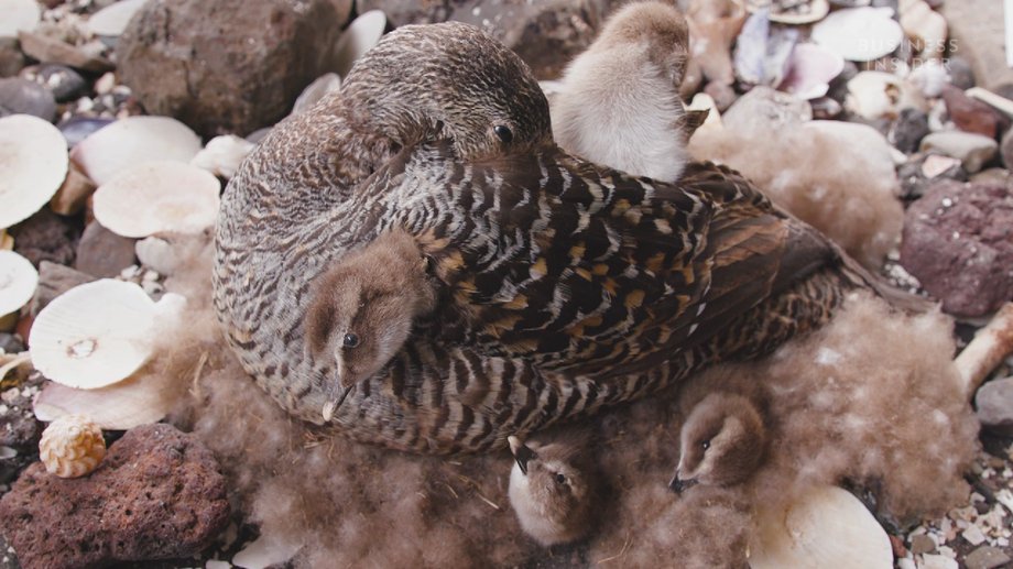 Eider down is obtained from the nests of wild eider ducks that live in Iceland.