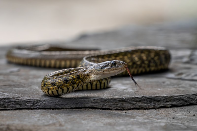 VIDEO An Indian man saved an electrocuted snake by giving it mouth-to-mouth breathing, the images went viral