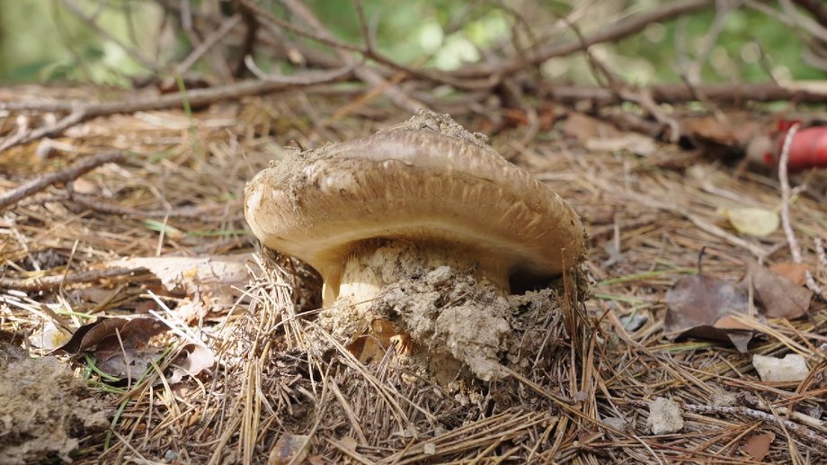 Pine sponges must be collected by hand