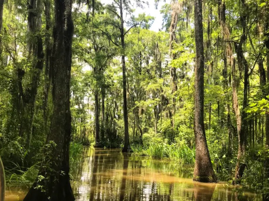 Swamps in Slidell, Louisiana