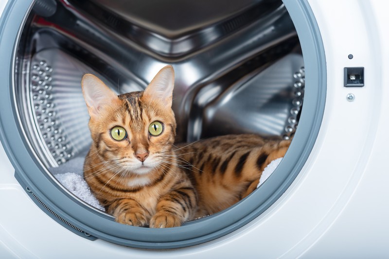 A woman unwittingly put her cat in the washing machine and then left to clean. After a few hours he saw his tail through the window.