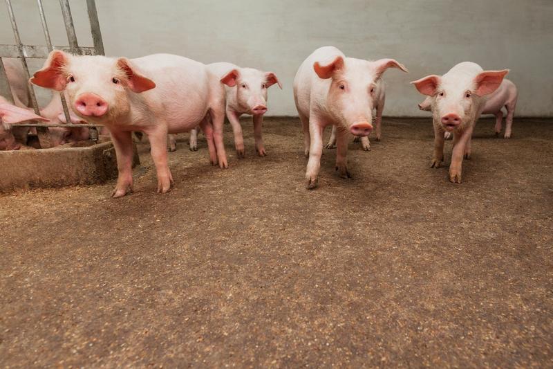 Pig farm, Photo: Igor Stramyk / Panthermedia / Profimedia Images